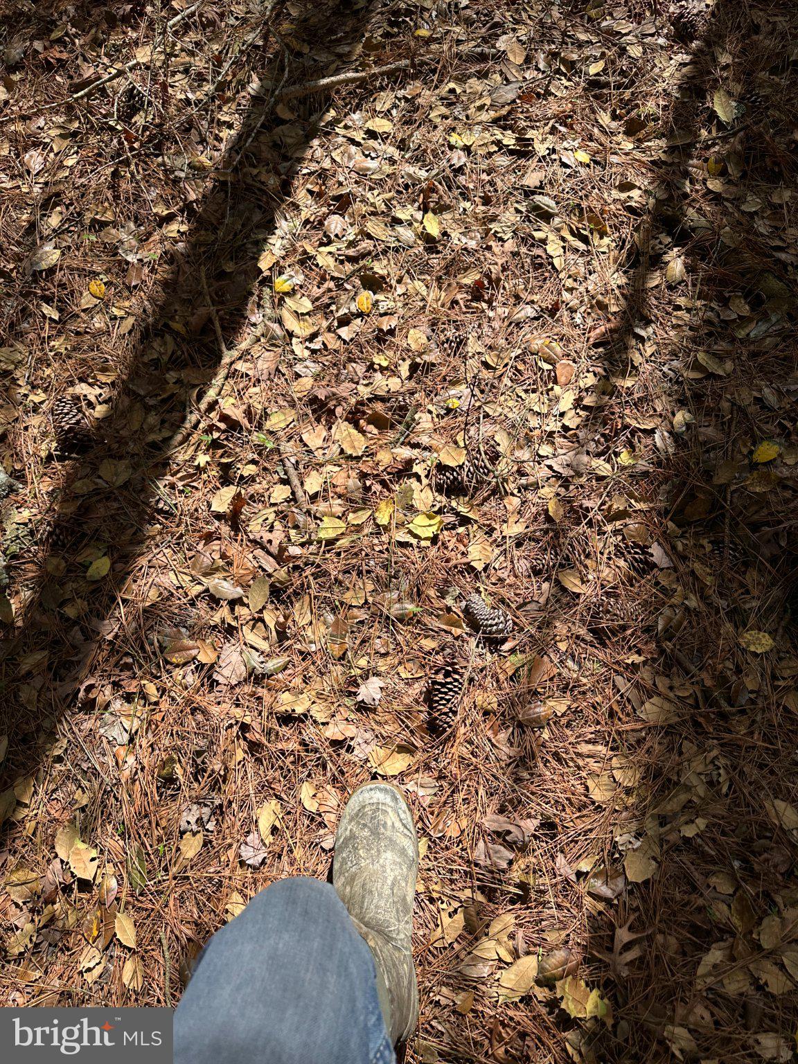 31379 Boggs Road Painter, VA 23420 - Photo 8 of 45 Footsteps through autumn leaves.