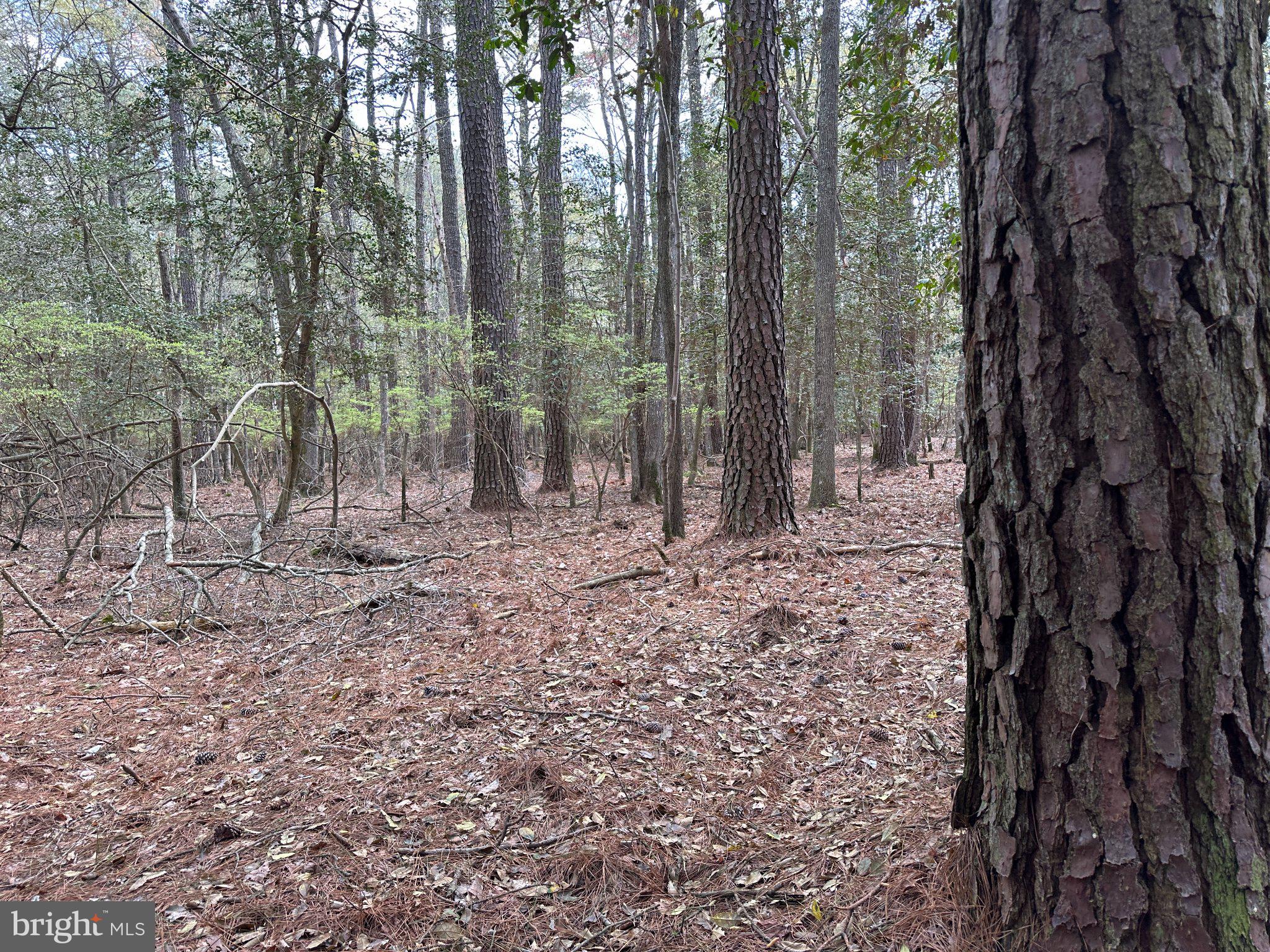 31379 Boggs Road Painter, VA 23420 - Photo 9 of 45 Whispers of tranquility in the woods.