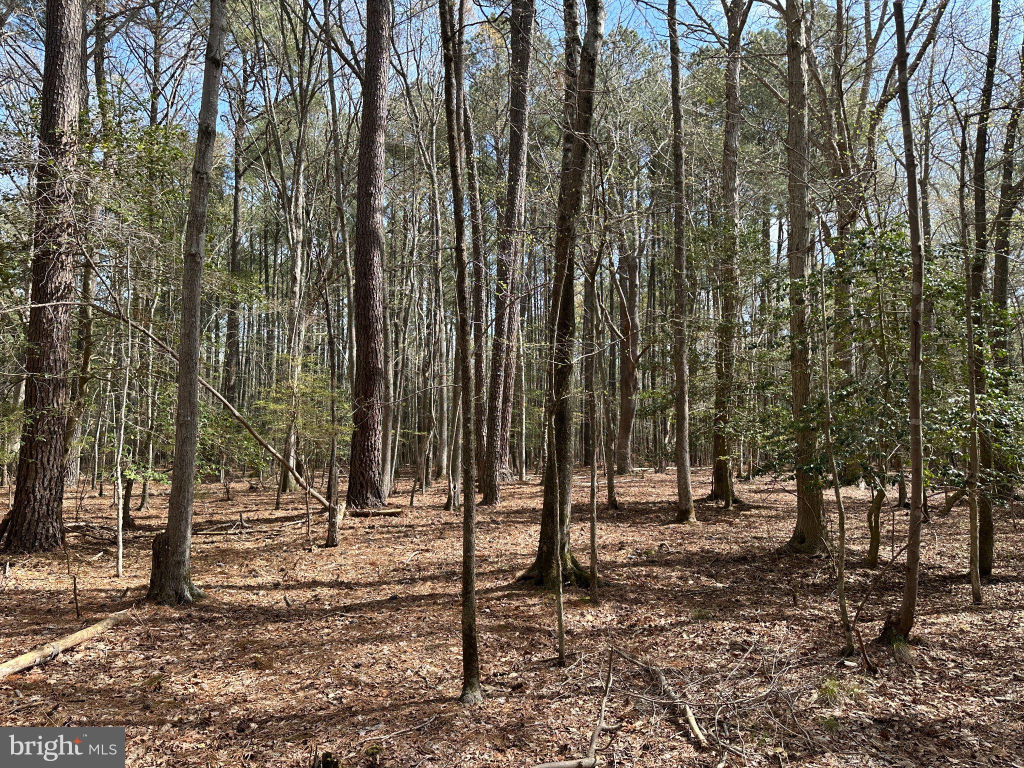 31379 Boggs Road Painter, VA 23420 - Photo 10 of 45 Serene woodland retreat awaits exploration.