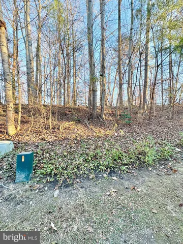 a view of a yard with plants and trees