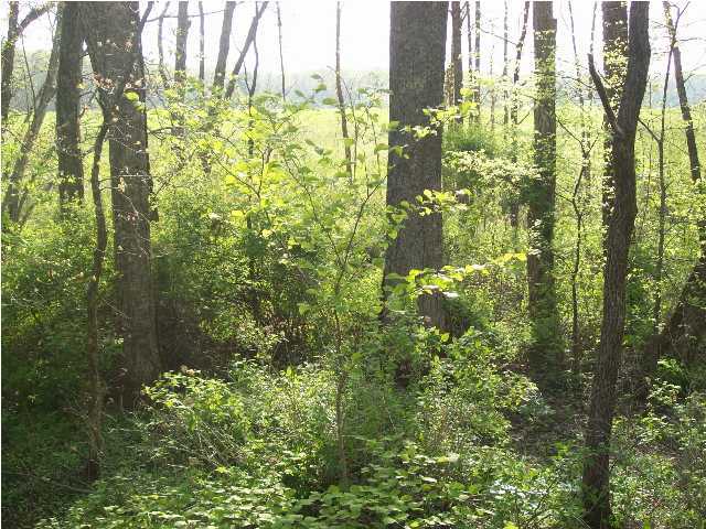 1214 Big Spring Gap Road, Unit 1 Pikeville, TN 37367 - Photo 10 of 11 Additional Photo