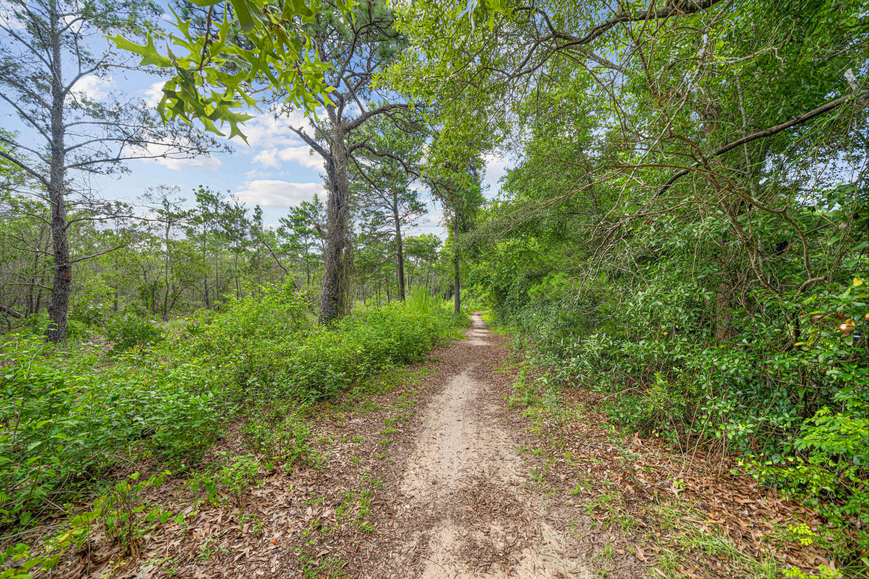 42 Vía Largo, Unit 7B Santa Rosa Beach, FL 32459 - Photo 23 of 36 a view of a yard with plants and a large tree
