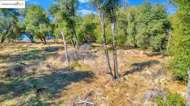 a view of yard covered with trees