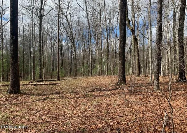 a view of a backyard with large trees