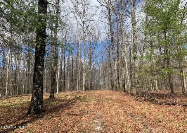 a backyard of a house with large trees