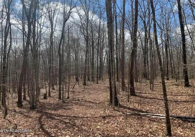 a view of a backyard with trees