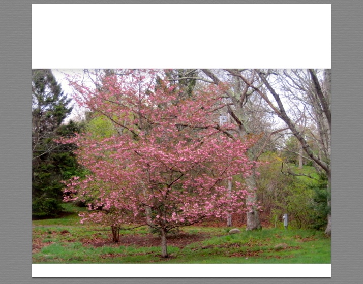 200 Longview Road West Tisbury, MA 02568 - Photo 14 of 14 Gallery Image 14
