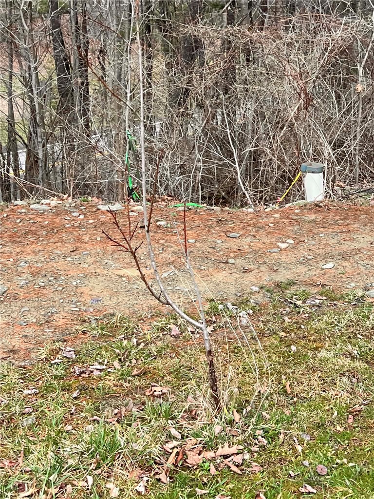 4432 County Route 1 Campbell, NY 14821 - Photo 29 of 31 peach tree