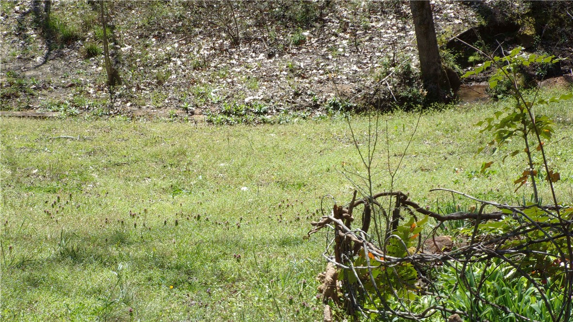 860 Cove Creek Road Pickens, SC 29671 - Photo 10 of 10 Gallery Image 10