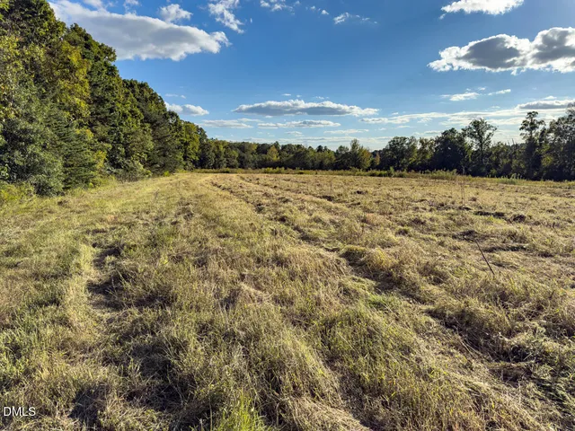 a view of a forest with trees in the background