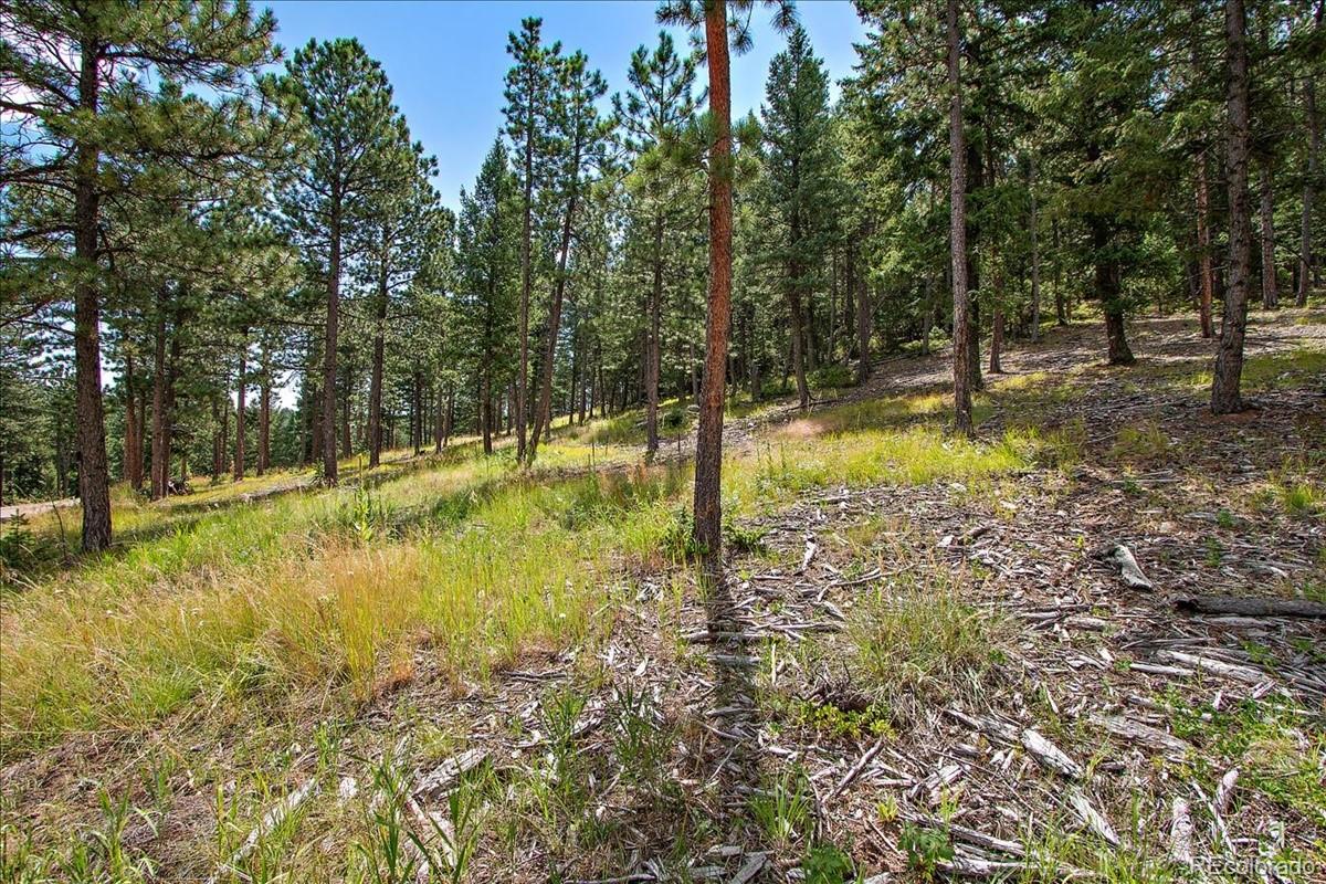 7303 Plowsher Way Morrison, CO 80465 - Photo 3 of 12 a view of yard with trees