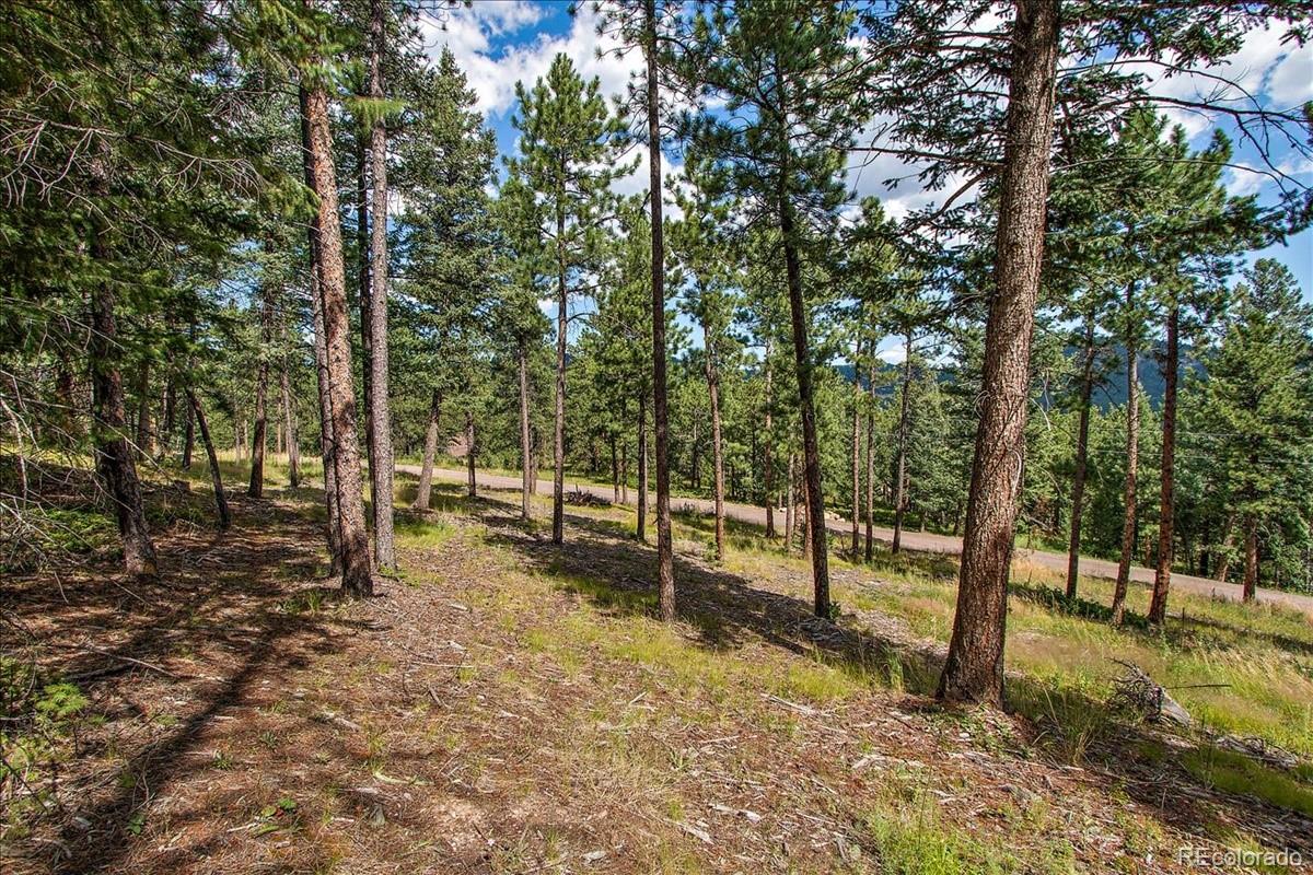 7303 Plowsher Way Morrison, CO 80465 - Photo 6 of 12 a view of a forest with trees