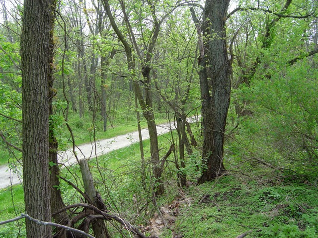 6N757 Dunham Road Wayne, IL 60184 - Photo 13 of 14 a view of a forest