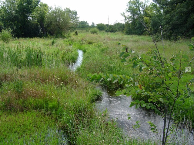 6N757 Dunham Road Wayne, IL 60184 - Photo 6 of 14 a view of a lush green forest with large trees