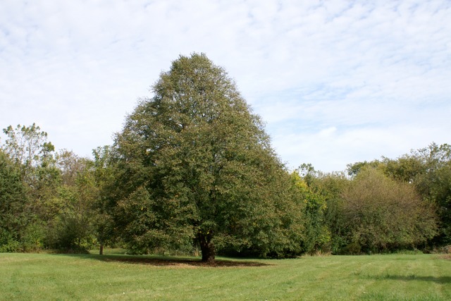 6N757 Dunham Road Wayne, IL 60184 - Photo 7 of 14 a view of a green field