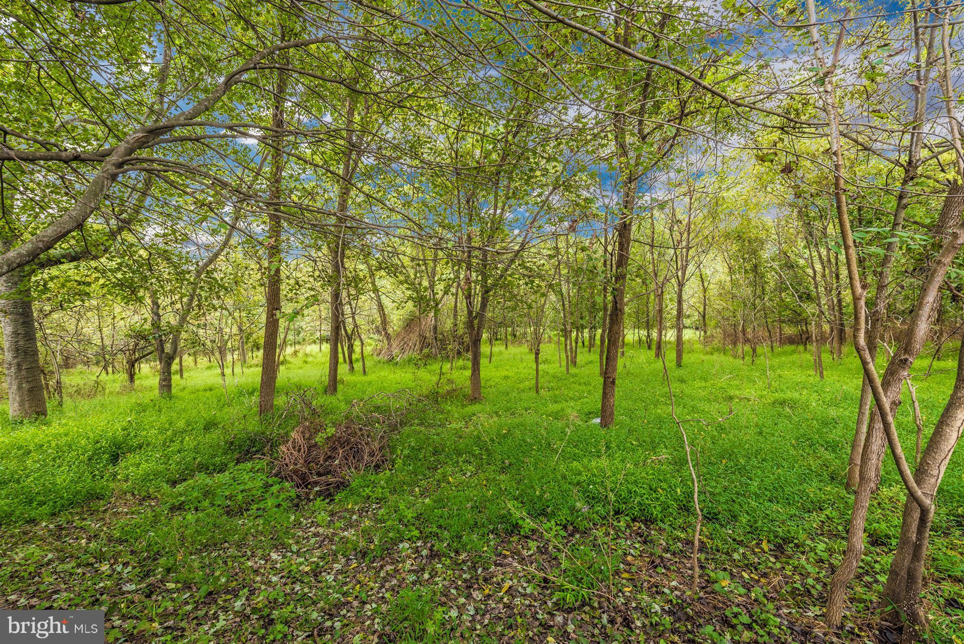 6908 Fox Chase Road New Market, MD 21774 - Photo 26 of 30 Beautiful Treed Lot Gives Great Privacy