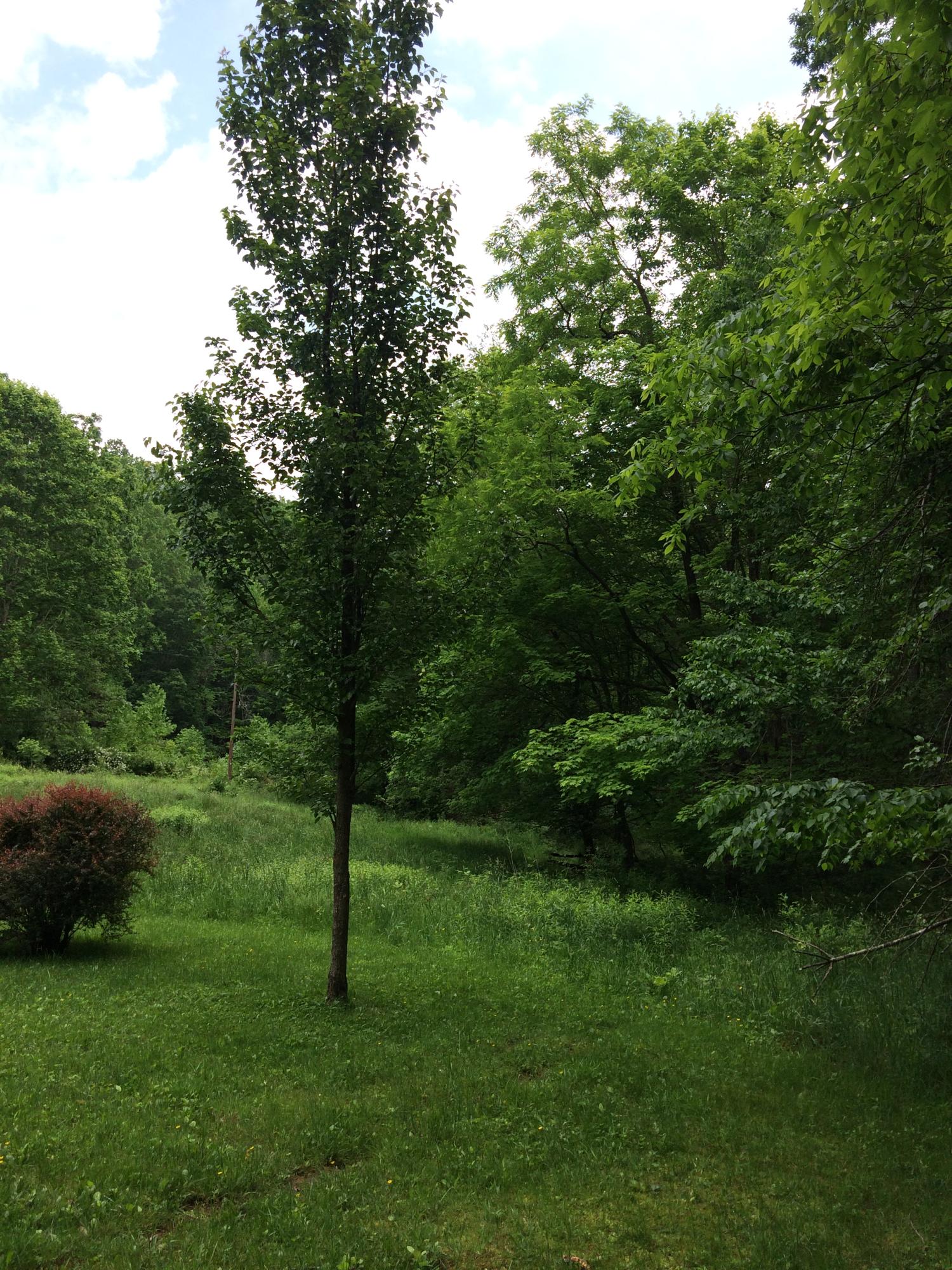 3655 Cornstalk Road Crawley, WV 24931 - Photo 27 of 36 Gallery Image 27