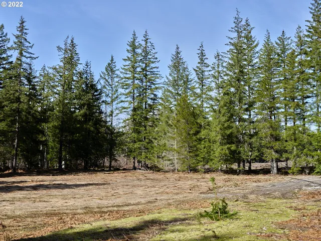a view of a yard with trees in the background