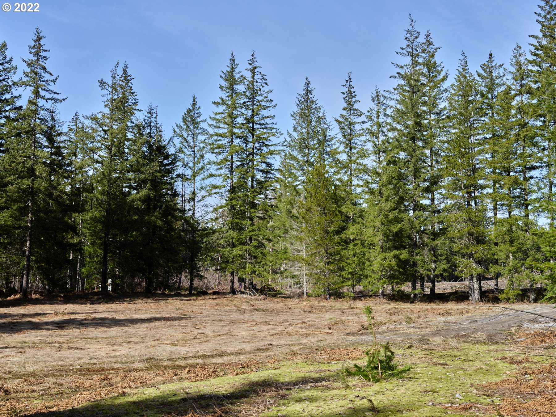 a view of a yard with trees in the background