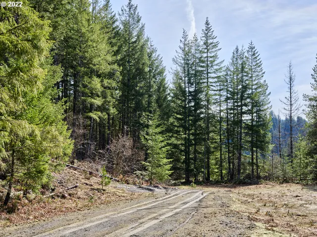 a view of a yard with plants and trees