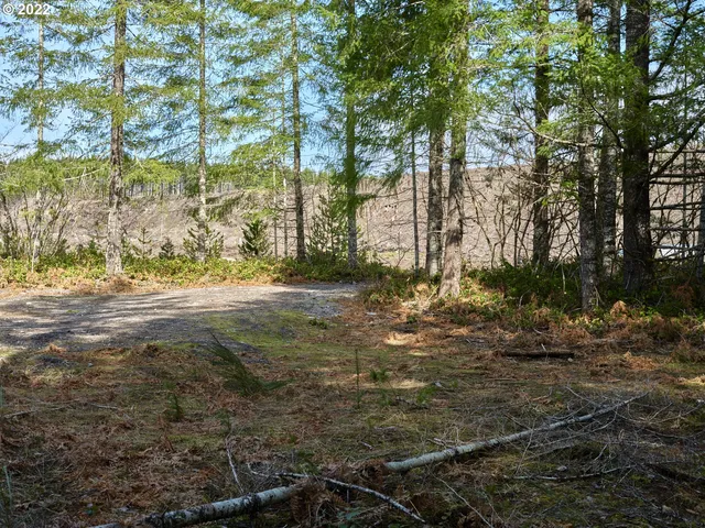 a view of dirt yard with a large tree