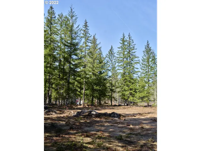 a view of a yard with plants and trees
