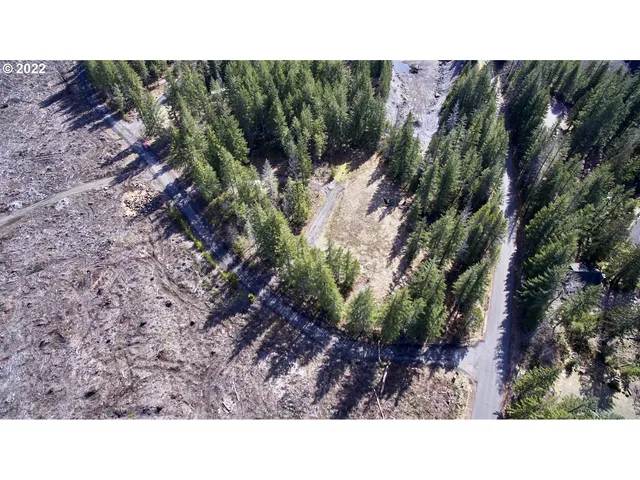 a black and white photo of a forest