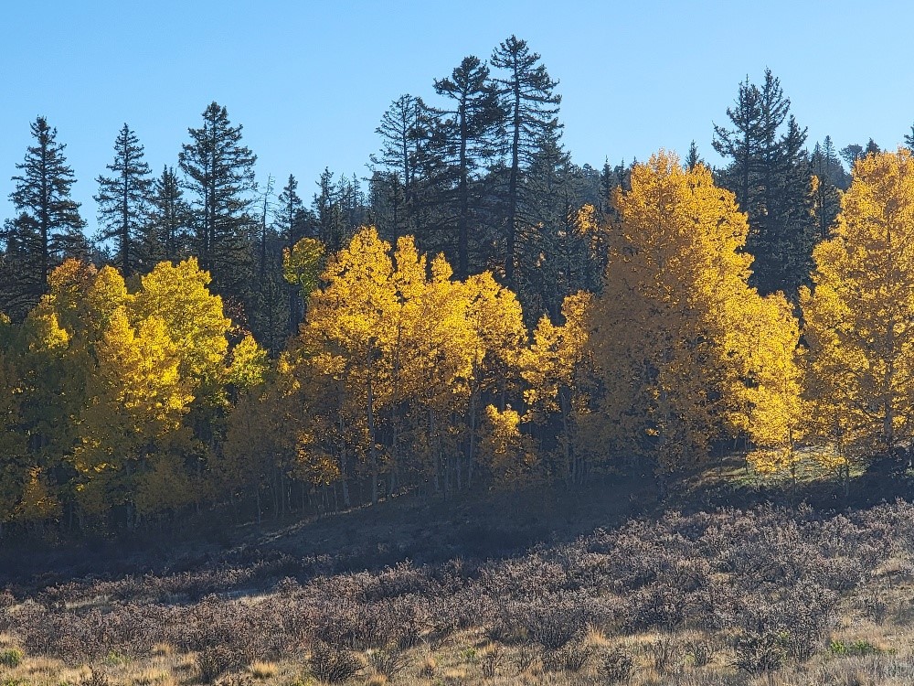 431 Arrowhead Drive Como, CO 80432 - Photo 11 of 25 a view of lake from yard