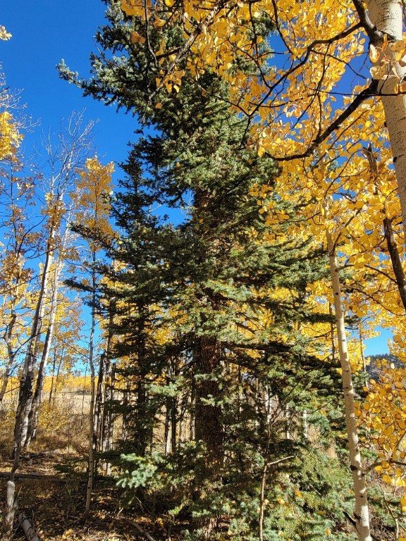 431 Arrowhead Drive Como, CO 80432 - Photo 4 of 25 a picture of a tree