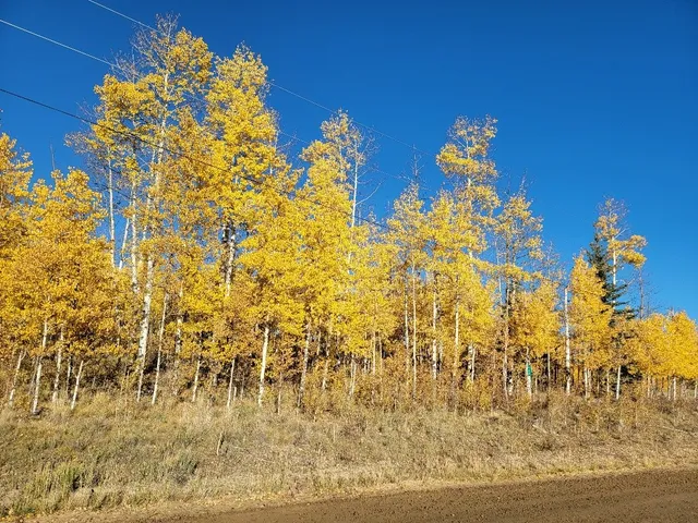 a view of a yard with a mountain