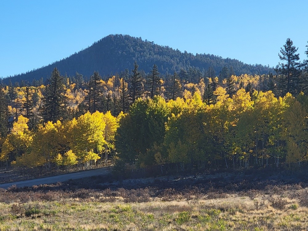 431 Arrowhead Drive Como, CO 80432 - Photo 10 of 25 a view of a yard