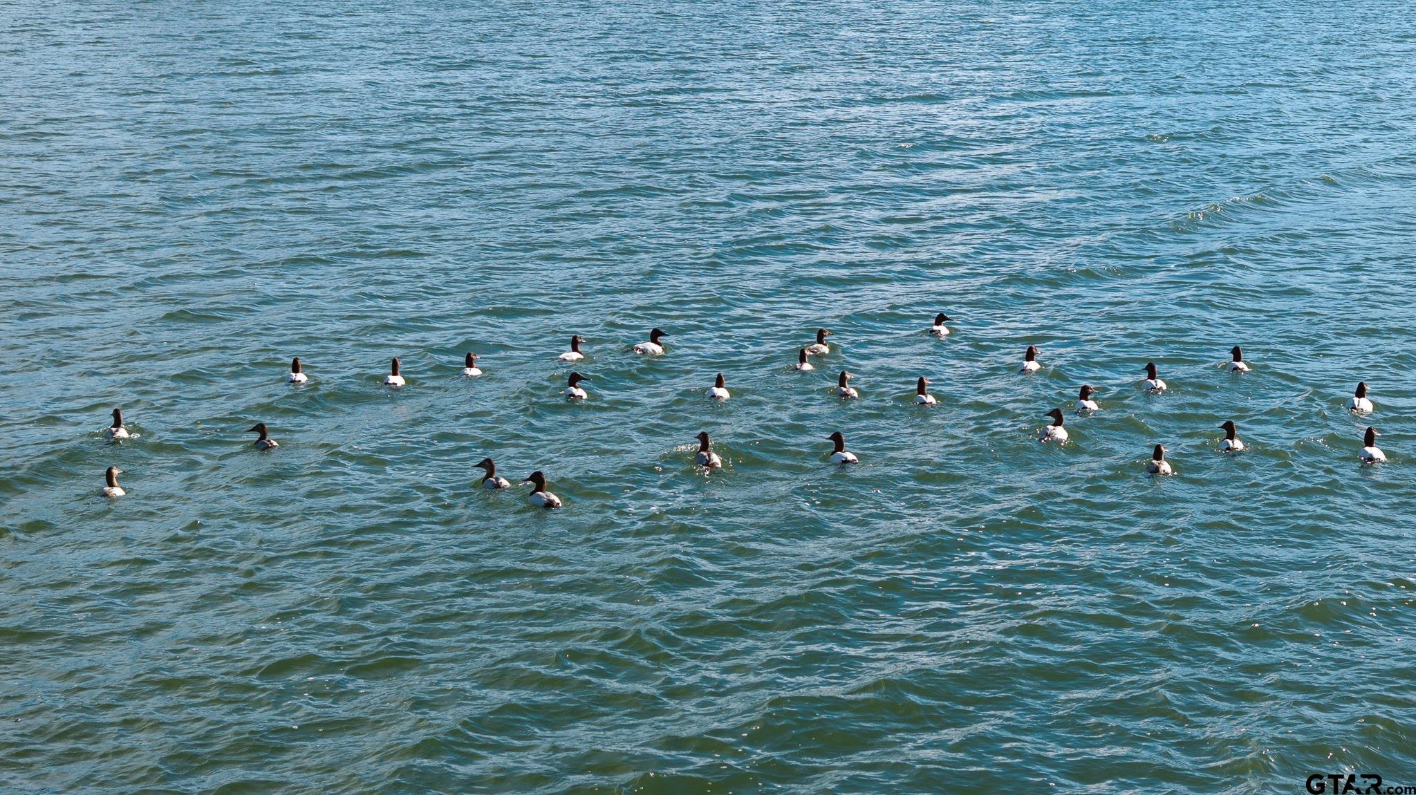 779 County Road 33060 Sumner, TX 75486 - Photo 16 of 48