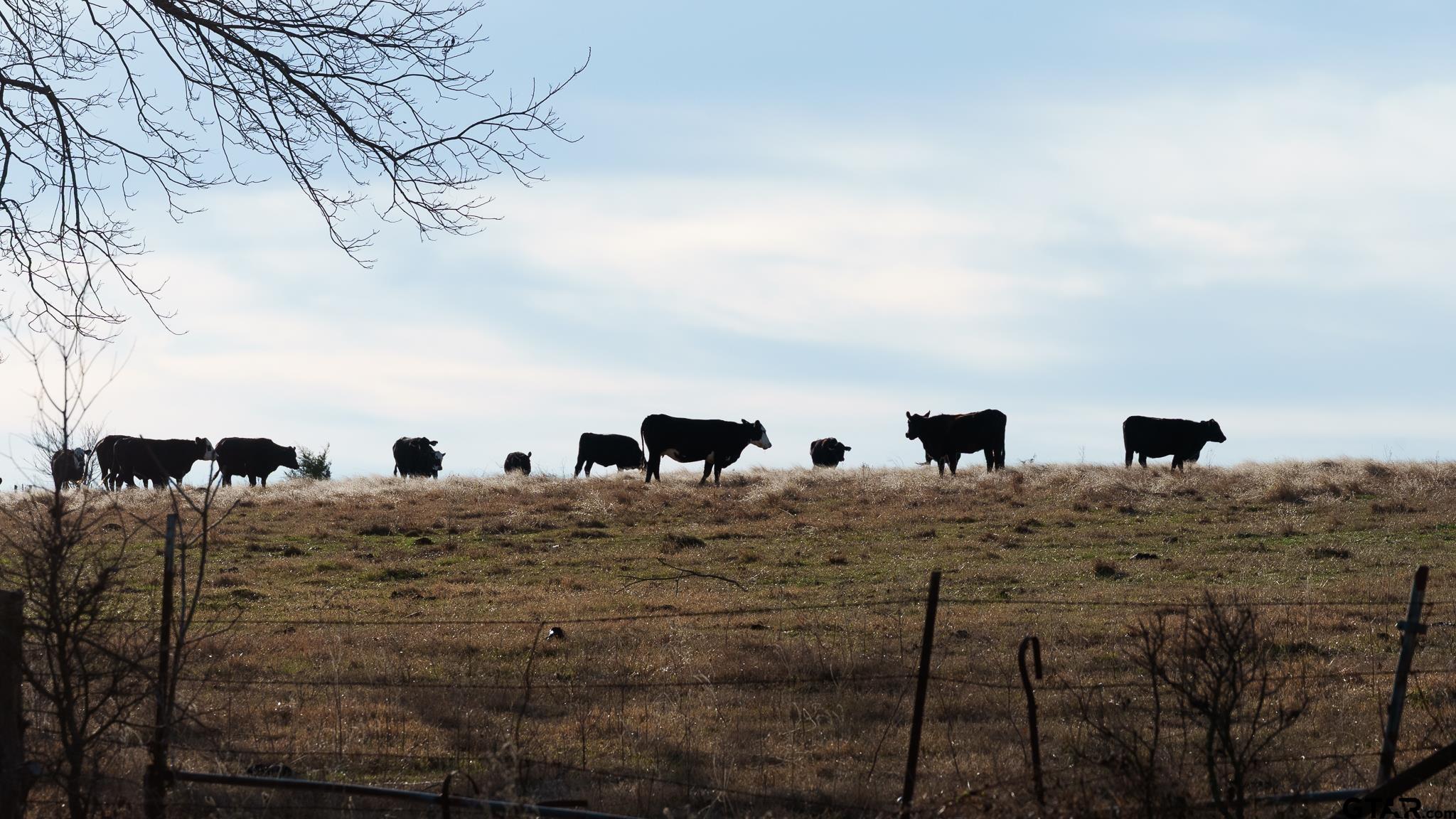 779 County Road 33060 Sumner, TX 75486 - Photo 18 of 48