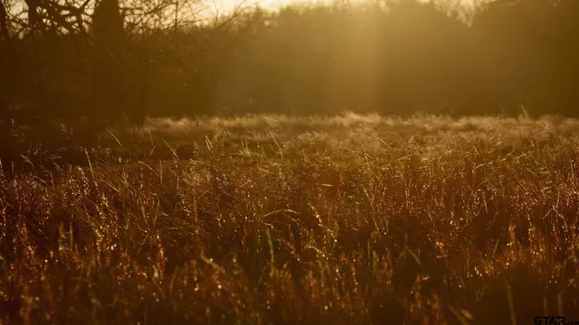 $1,641,600 | 779 County Road 33060, Sumner, TX 75486