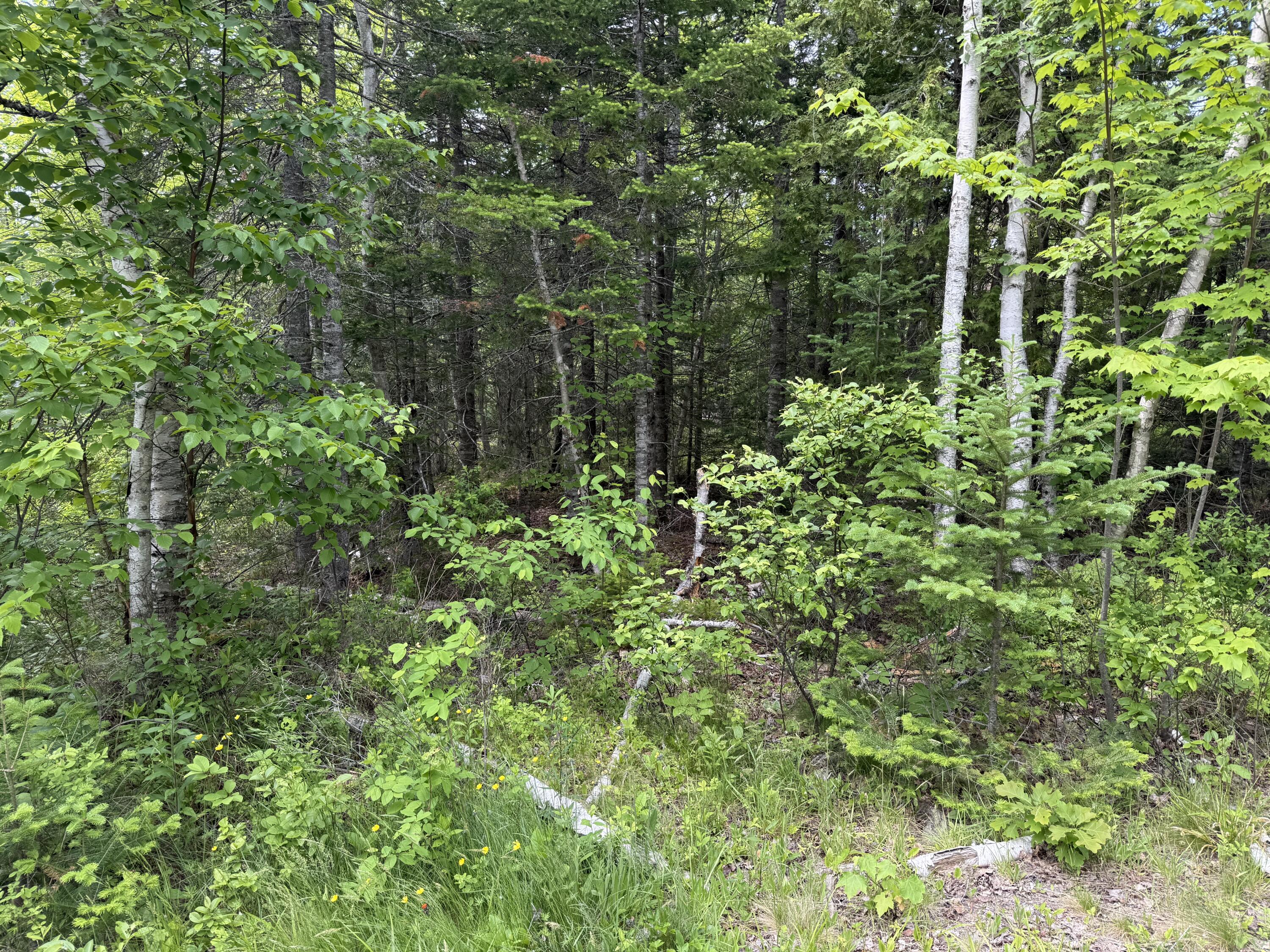 M3-l6-1 Clarkside Road Pembroke, ME 04666 - Photo 7 of 16 IMG_2793