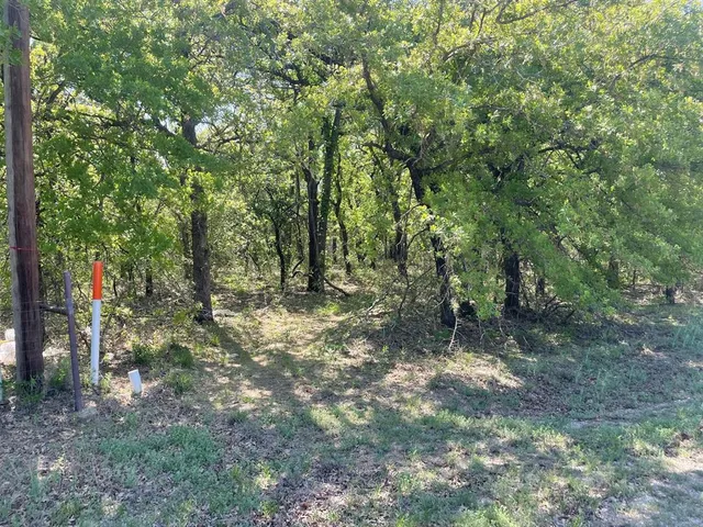 a view of a forest with trees in the background