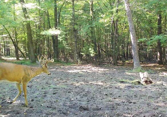 5766 Cambridge Road Little Falls, WI 54656 - Photo 2 of 9 deer 5 ac