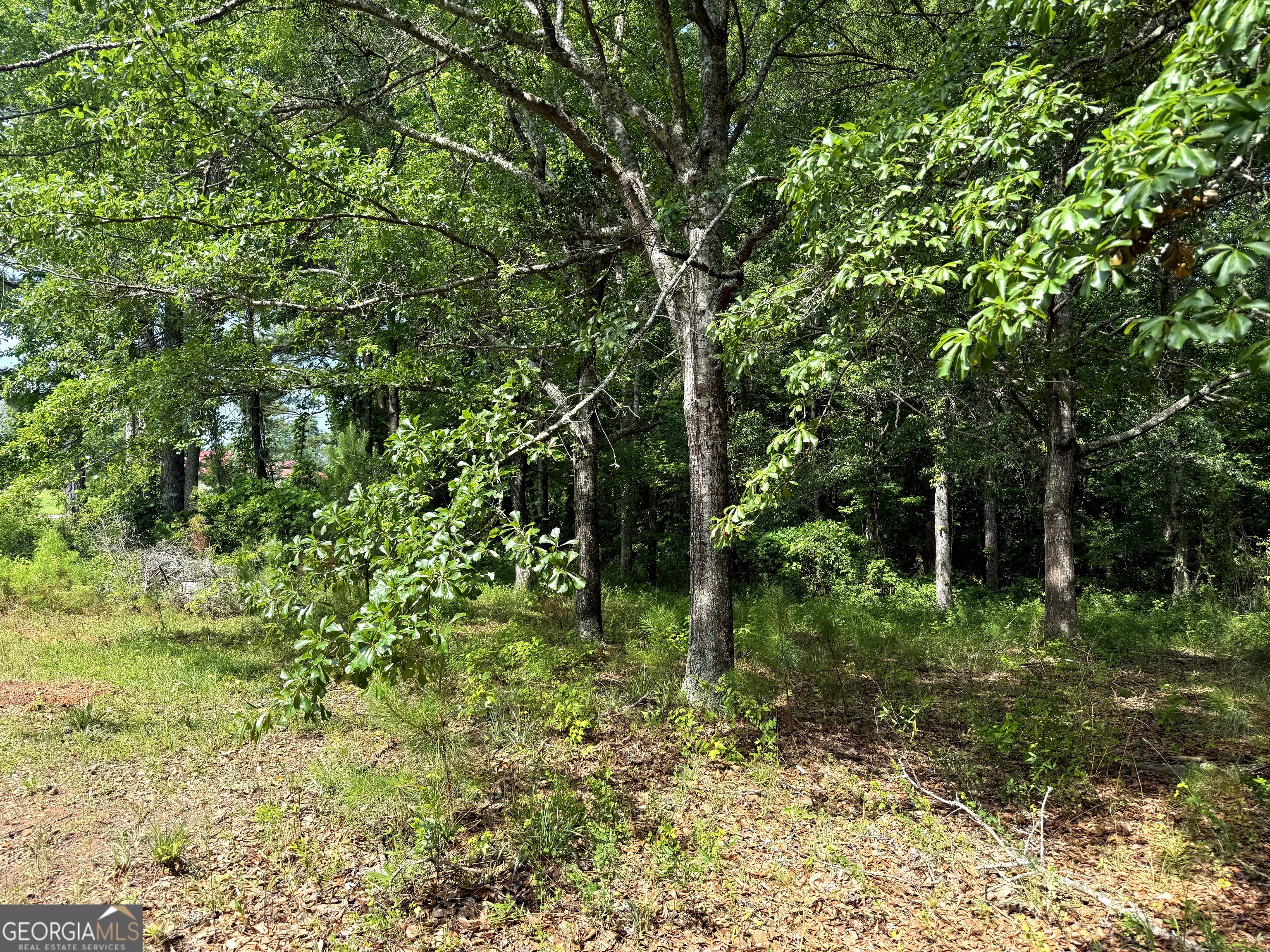 2391 Chalybeate Road Manchester, GA 31816 - Photo 6 of 15 a big yard with lots of green space and trees