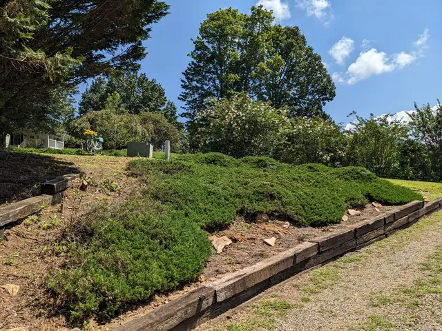 a view of a park with large trees