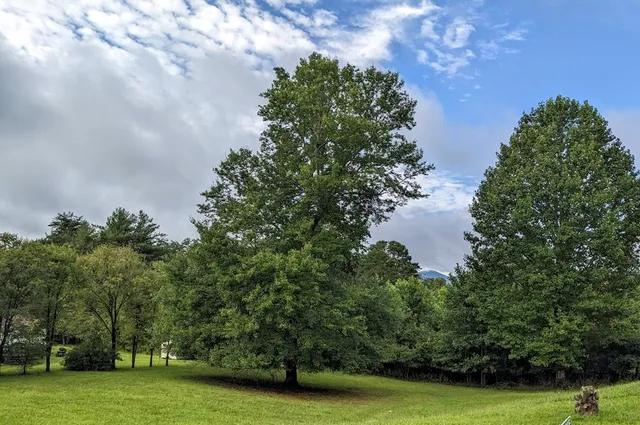 a view of a garden with a building in the background