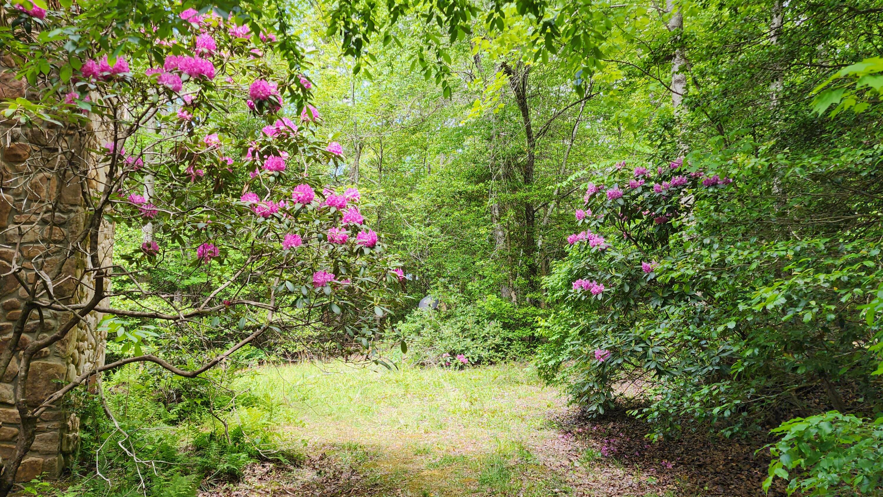 390 Moon Lake Road Mentone, AL 35984 - Photo 53 of 60 20260502_134704