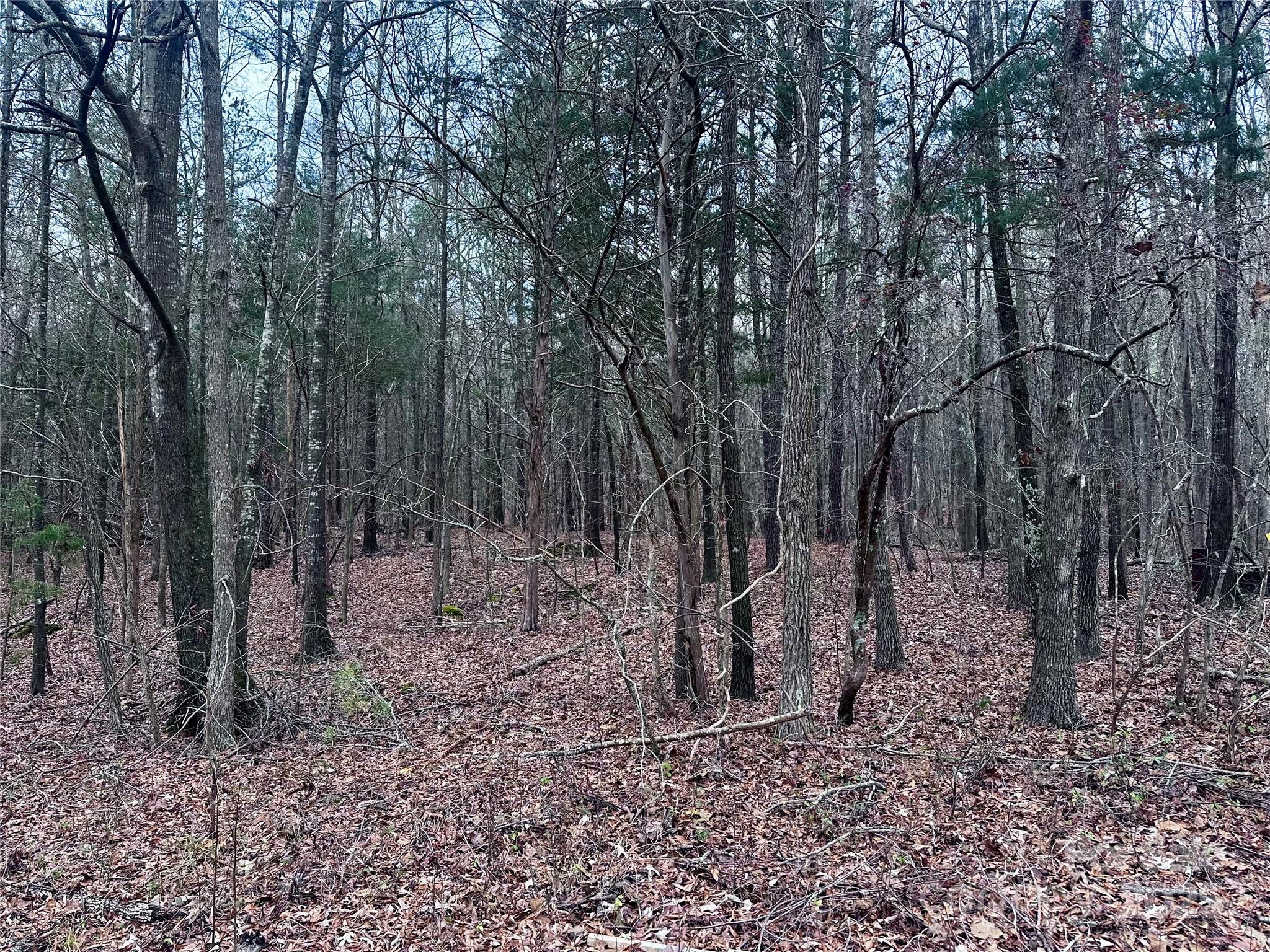 a view of a forest with trees in the background