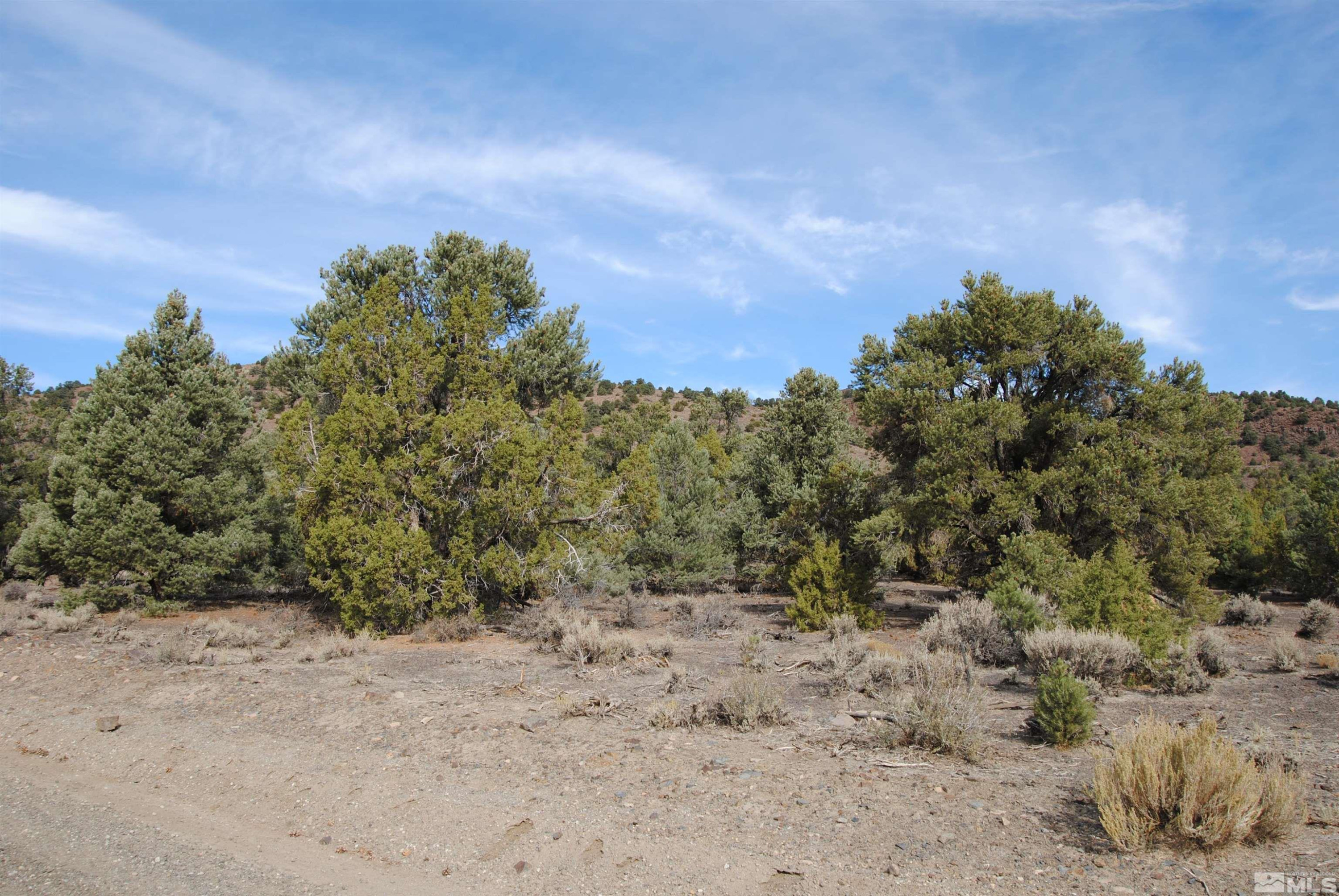 2090 Scorpion Road Reno, NV 89521 - Photo 5 of 6 a view of a dry yard with trees in the background