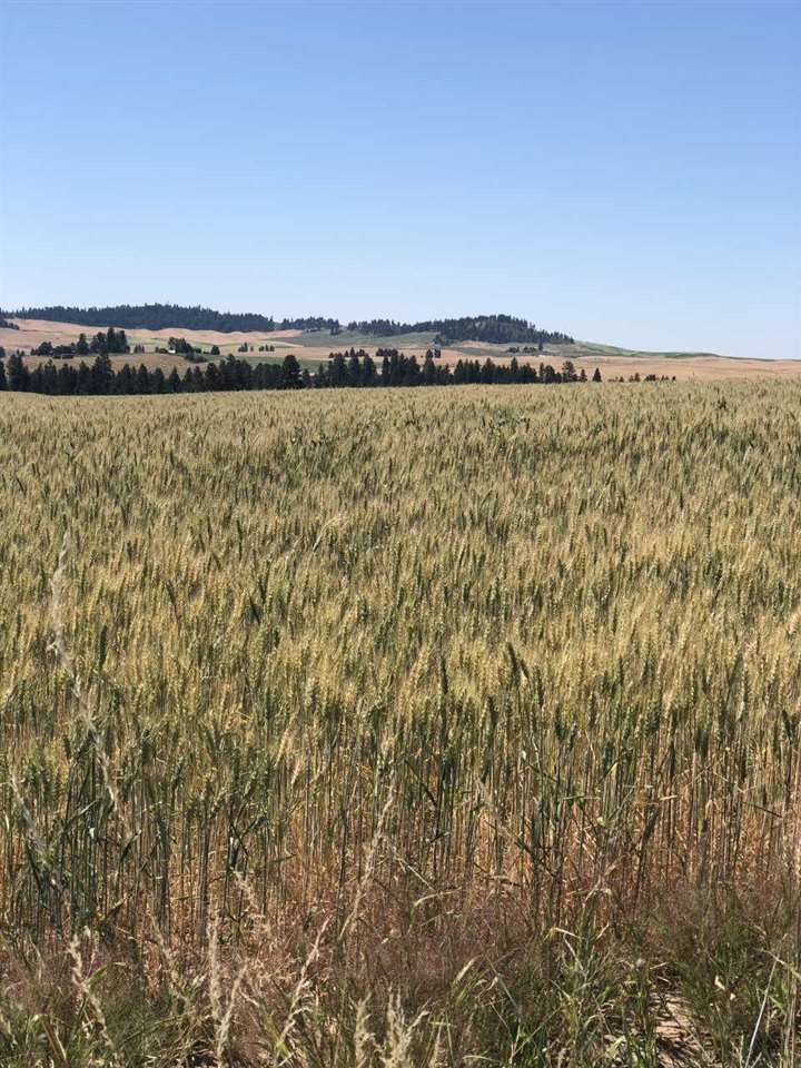 0 South Molter Road Rockford, WA 99030 - Photo 1 of 3 Gallery Image 1