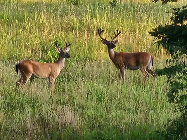 a view of a back yard
