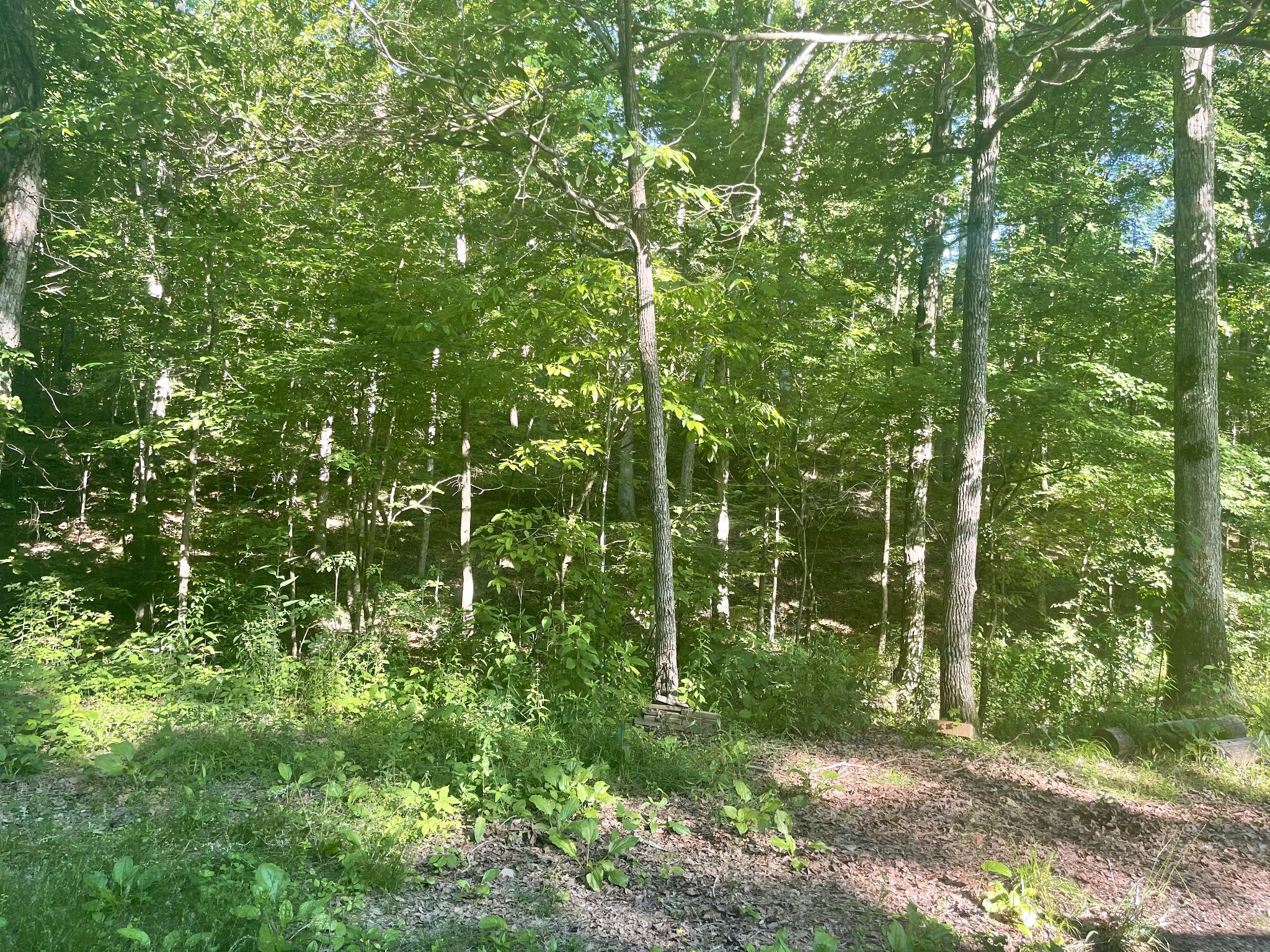 935 Bucket Branch Road Waverly, TN 37185 - Photo 13 of 29 Gallery Image 13