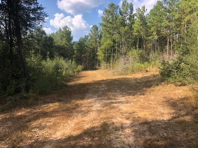 65-ac Straughn School Road Andalusia, AL 36421 - Photo 9 of 47 Gallery Image 9