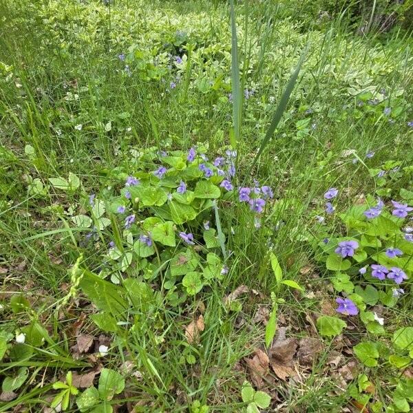 515 Dodlin Road Enfield, ME 04493 - Photo 50 of 74 515 Dodlin Road