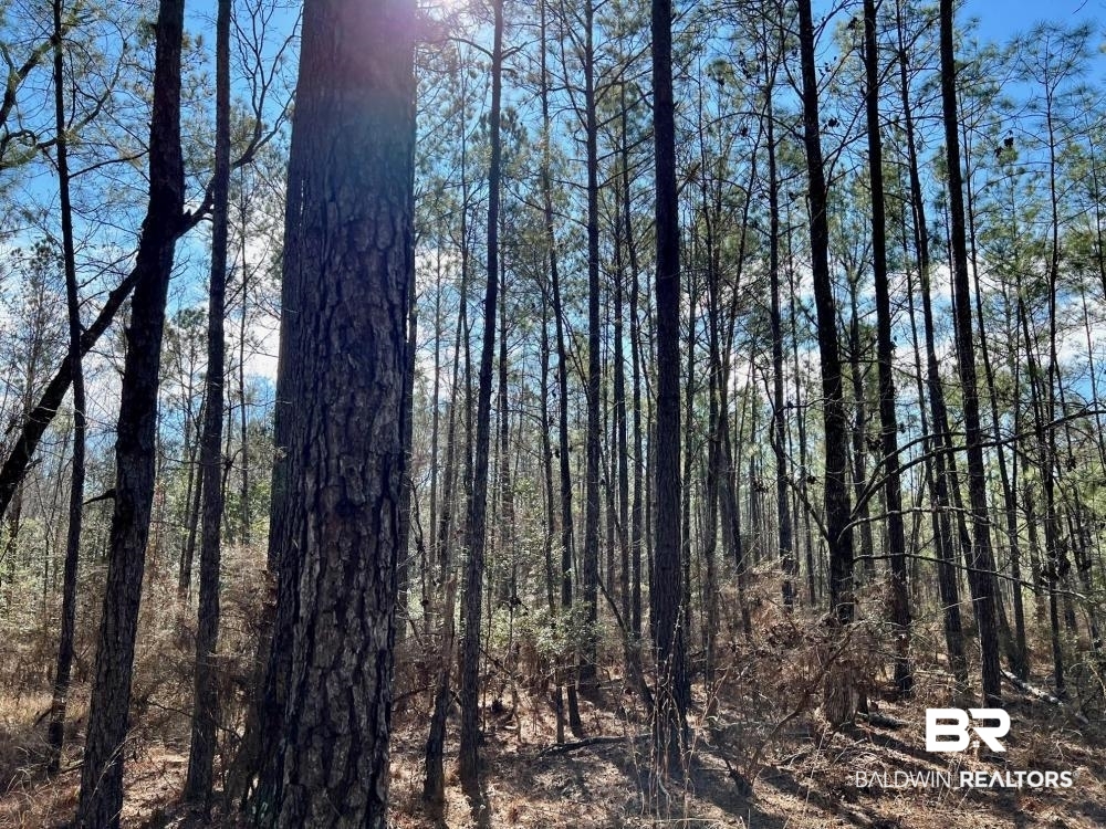 0 Country Road Deer Park, AL 36529 - Photo 14 of 46