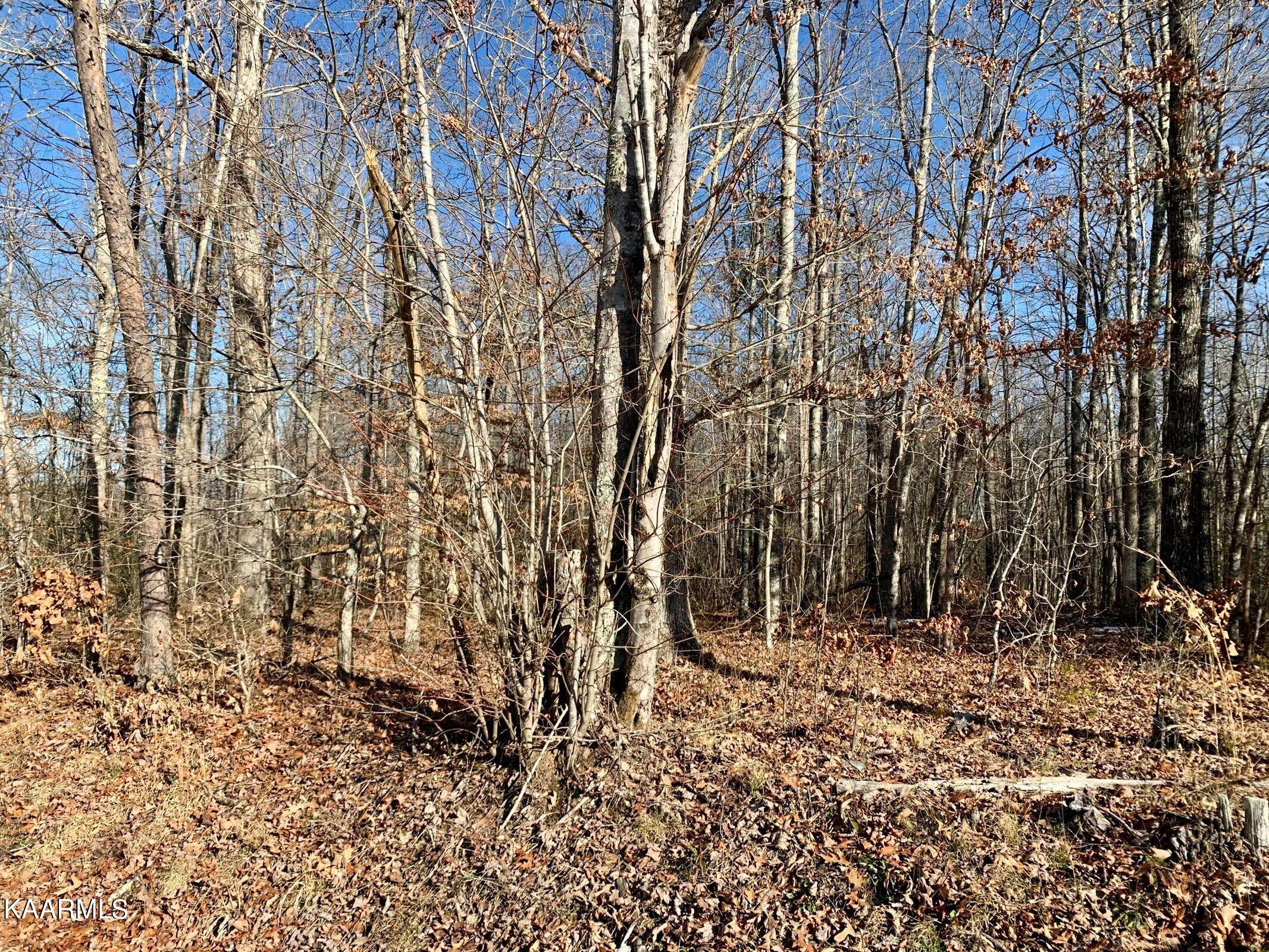 Hack Beaty Road Grimsley, TN 38565 - Photo 2 of 6 20210117012831372168000000-o